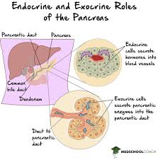 endocrine vs exocrine glands mcat