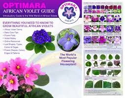 These dainty flowering plants look great in hanging baskets, in a large planter with a variety. Optimara African Violet Guide Includes Usa Shipping