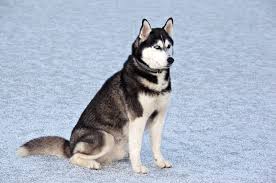 Some of you may have heard about this diet. Malamute Vs Husky 7 Differences You Need To Know Perfect Dog Breeds