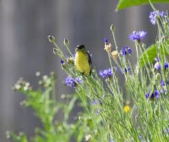Garden Flowers That Feed Birds