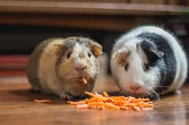 can guinea pigs eat 13 safe foods