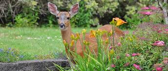 Preventing Deer Damage In The Garden
