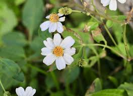 how to grow and care for bidens