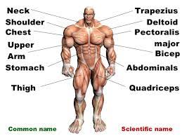 This is a table of skeletal muscles of the human anatomy. Afrika Zenklas Miestas Leg Muscles Names Yenanchen Com