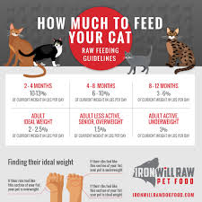 Smaller cats should weigh in at anywhere from around 9 to 11 pounds, while very large cats can safely weigh 14 to 16 pounds, depending on the breed. How Much Raw Food Should I Feed My Cat Iron Will Raw Iron Will Raw Inc