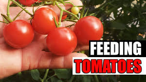easy guide to fertilizing tomatoes