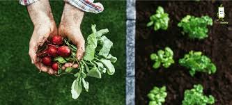 Start Organic Farming