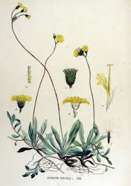 File:Hieracium auricula — Flora Batava — Volume v15.jpg ...