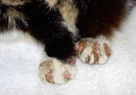 Feline miliary dermatitis is a skin condition that affects cats causing lesions that resemble millet seeds. The Idiosyncrasies Of Itchy Cats