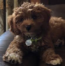Breeding healthy and well adjusted toy cavoodle puppies. Home
