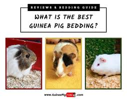 how often to change guinea pig bedding