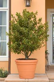10 Top Trees To Grow In Containers