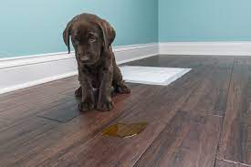 remove dog stains urine odor