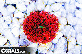 red mini carpet anemone aquacultured