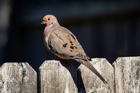 mourning dove meaning and symbolism clocr