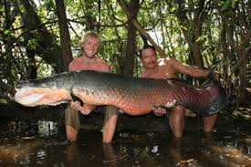 jenis ikan terbesar di dunia
