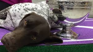 If you are unable to find your german shorthaired pointer puppy in our puppy for sale or dog for sale sections, please consider looking thru thousands of german shorthaired pointer dogs for adoption. Cj The German Shorthaired Pointer Wins Best In Show At Westminster People Com