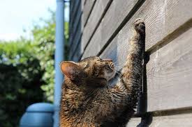 Why Does My Cat Scratch The Wall 10