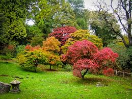 Japanese maple trees can provide a striking focal point, be the perfect plant to set off a large container, or grow into an impressive bonsai specimen. The Complete Japanese Maple Guide The Tree Center