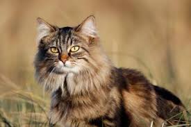 21 types of domestic longhaired cats
