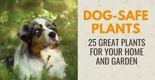 25 Plants That Are Safe For Dogs