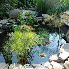 ponds fountains and aquatic plants