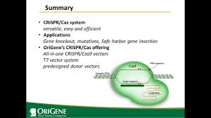 genome editing with crispr cas9