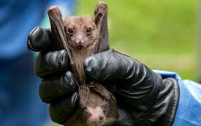 Is it legal to have a pet bat in connecticut? Think Exotic Animals Are To Blame For The Coronavirus Think Again The Nation