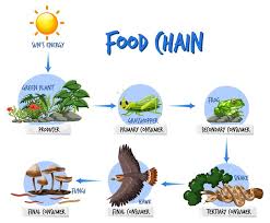 what is a food chain definition types