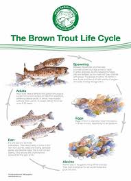Trout Lifecycle Wild Trout Trust
