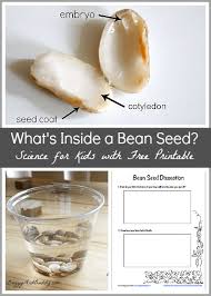 Dissect A Bean Seed Science Invitation Saturday