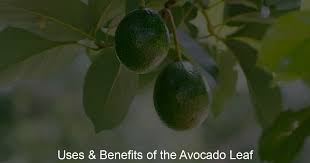 uses benefits of the avocado leaf