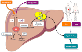 Your body can store roughly 500 grams, or 2,000 calories' worth, of carbohydrates in your liver and muscles. Metabolites Free Full Text Glucose 6 Phosphate A Central Hub For Liver Carbohydrate Metabolism Html