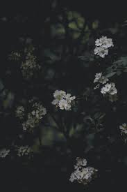 Dark Floral Pictures
