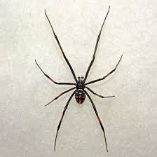 They have longer legs and. Large Male Southern Black Widow Latrodectus Variolus Bugguide Net