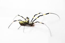 like it or not joro spiders are here
