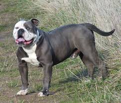 Olde English Bulldogge Dog Breed