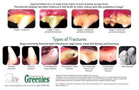 Gum Disease In Dogs The Simple Natural Solution Dogs First