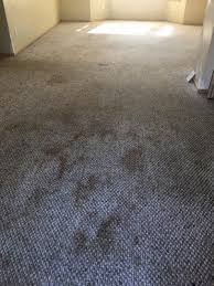 prime carpet cleaning bellingham wa