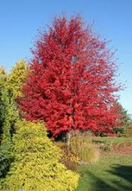 Autumn Blaze Maple Master Gardener Program