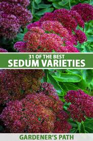 31 of the best sedum varieties