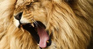 the lion s roar facing your fears