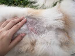 how to treat dog crusty scabs