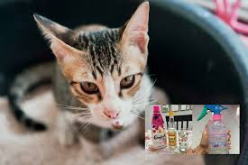 Uba gegat biasa digunakan didalam rumah untuk mengatasi ini adalah petau halau kucing yang paling popular di malaysia. Guna 3 Bahan Saja Petua Boleh Cuba Elak Kucing Kencing Dan Berak Merata Tempat Di Rumah