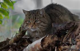 Wallpaper Wild Cat Wildcat Forest Cat