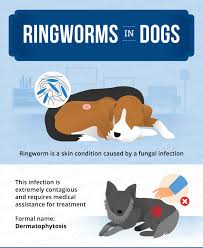 ringworm in dogs causes signs