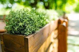 Best Wood For Planter Boxes 7 Types