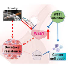Smoking Induces Wee1 Expression To