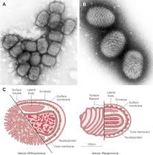 This is followed by a rash that forms blisters and crusts over. Molluscipoxvirus An Overview Sciencedirect Topics