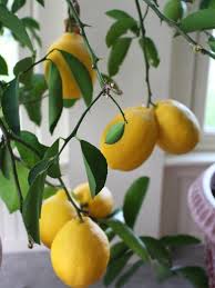 how to revive a fussy meyer lemon tree